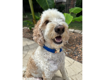 Dog with a blue collar sitting outdoors on a stone surface.