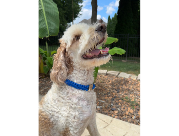 Dog with a blue collar standing outdoors with greenery in the background
