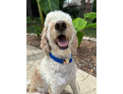 Dog wearing a blue collar sitting outdoors with plants in the background