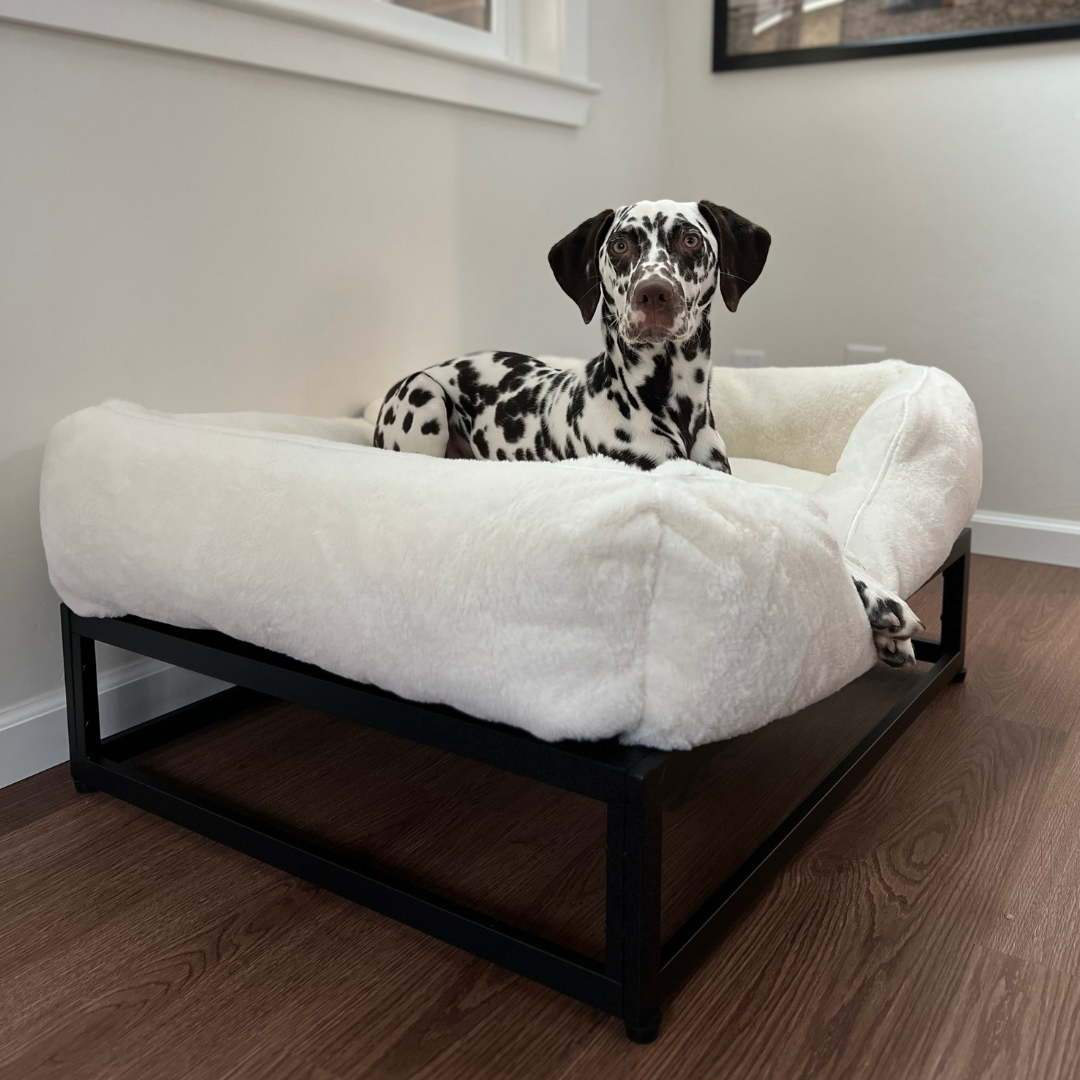 Dalmatian dog on a large fluffy pet bed in a room with wooden flooring.