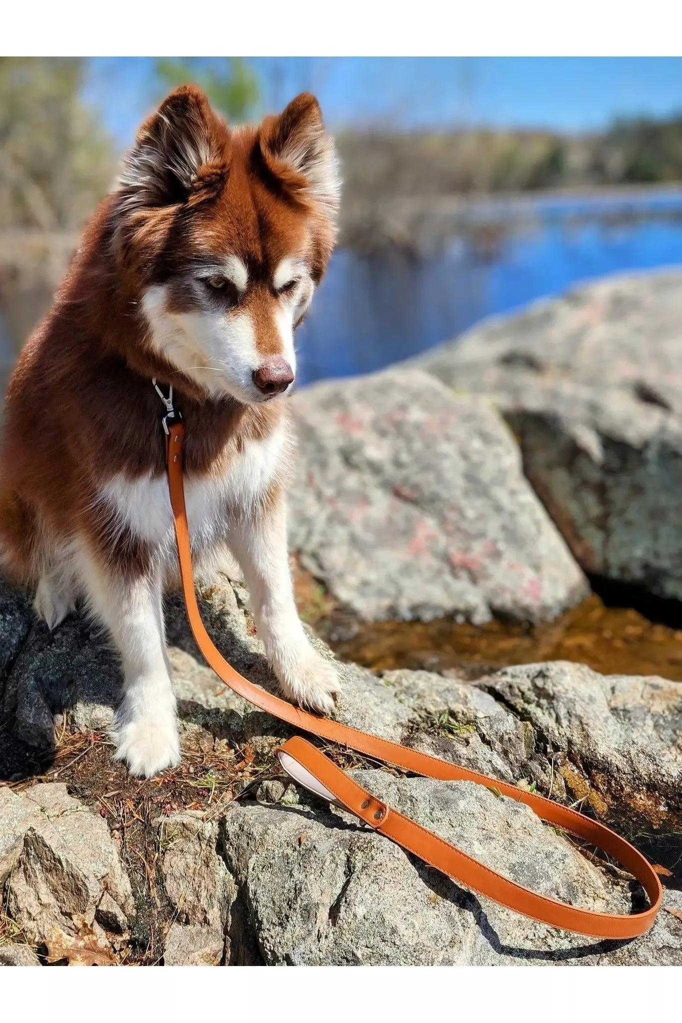 Dog on a leash standing on rocks near a body of water