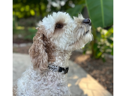 White dog with a collar sitting outdoors on a path with greenery in the background