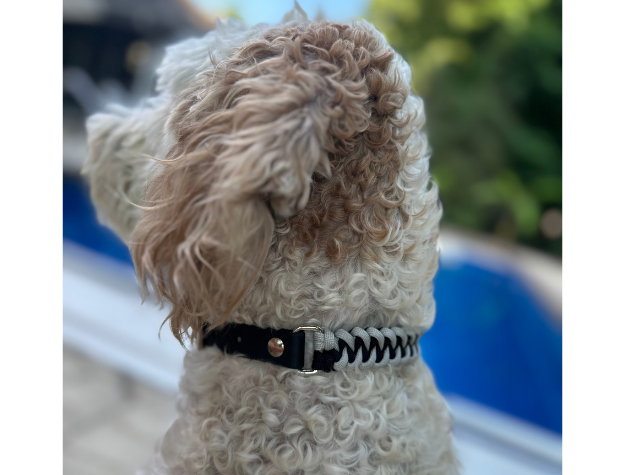 Dog wearing a black and gray braided collar with a blurred outdoor background