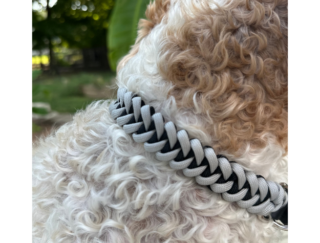 Dog wearing a braided collar with a blurred outdoor background