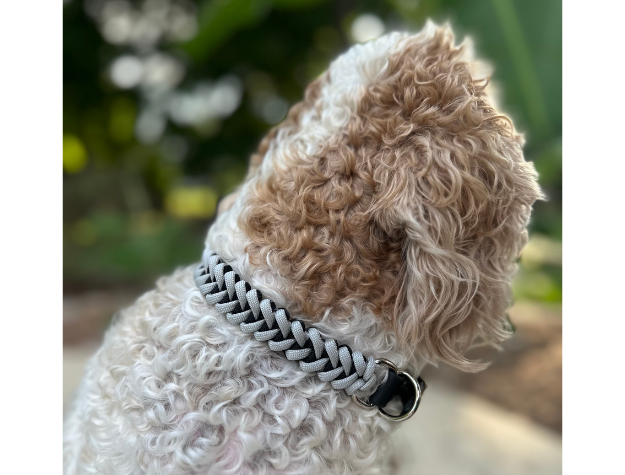 Dog wearing a braided collar with a blurred natural background