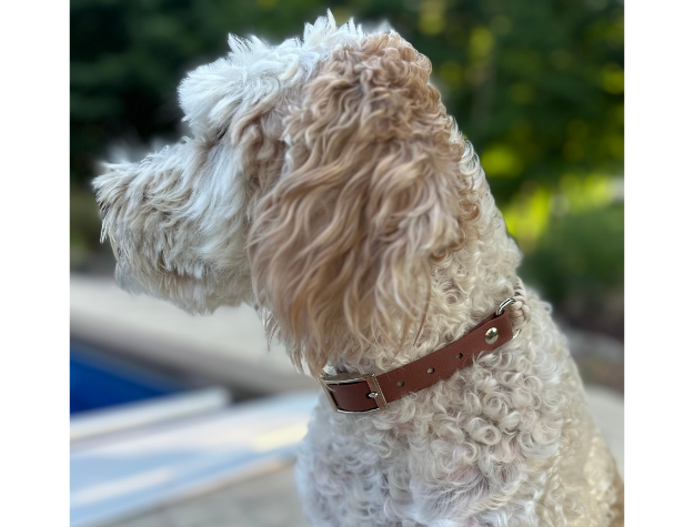 Fluffy dog with a brown leather collar outdoors