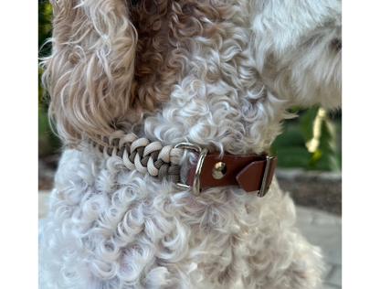 Close-up of a dog wearing a collar with a textured design.