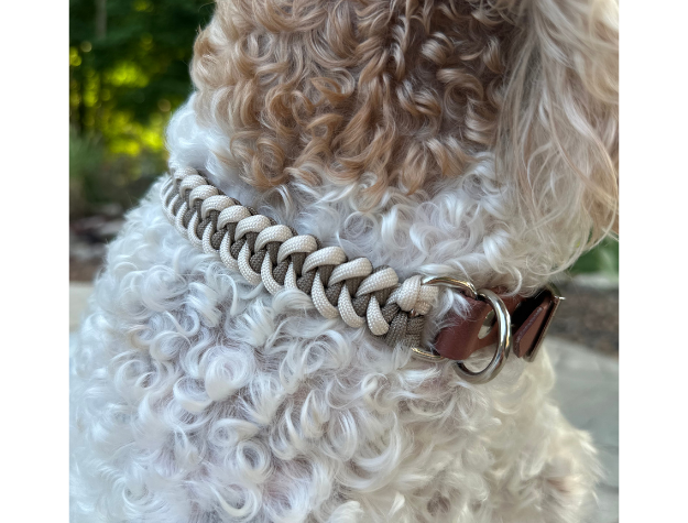 Dog wearing a braided collar with a biothane buckle outdoors