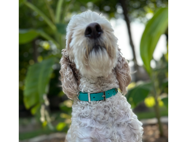 Dog wearing a teal collar with a blurred green leafy background