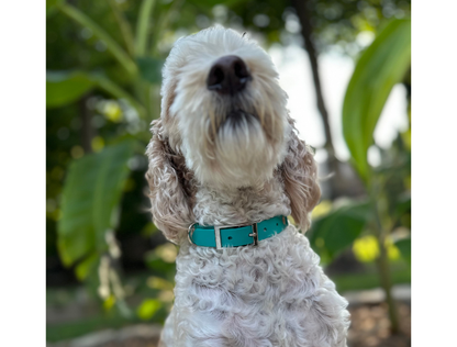 Dog wearing a teal collar with a blurred green leafy background
