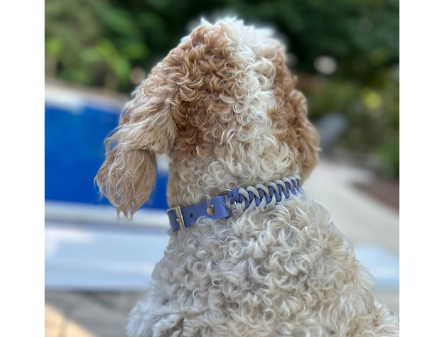 Curly-haired dog wearing a blue collar with a blurred outdoor background