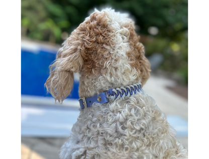 Curly-haired dog wearing a blue collar with a blurred outdoor background