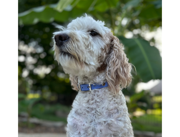 White dog with a blue collar standing outdoors with green foliage in the background