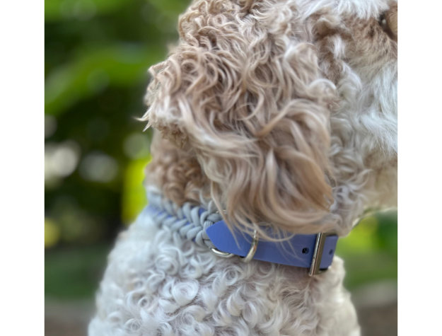 Dog wearing a blue collar with a blurred green background