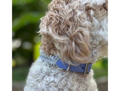 Dog wearing a blue collar with a blurred green background