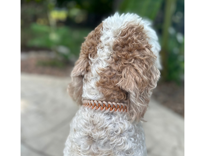 Dog wearing a tan and orange collar with a blurred outdoor background
