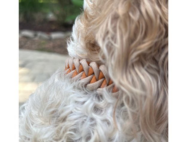 Close-up of a dog with a braided  dog collar, set against a blurred natural background.