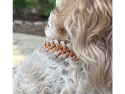 Close-up of a dog with a braided  dog collar, set against a blurred natural background.