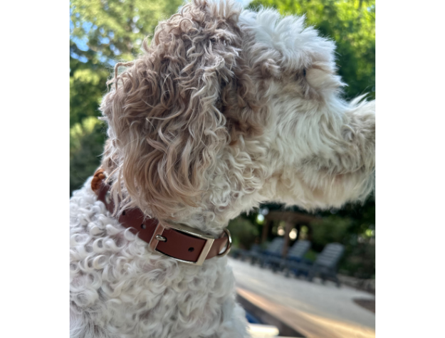 White dog with a brown collar looking to the side outdoors