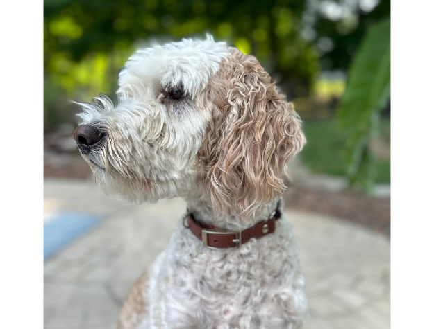 White and brown dog with a brown collar sitting outdoors.