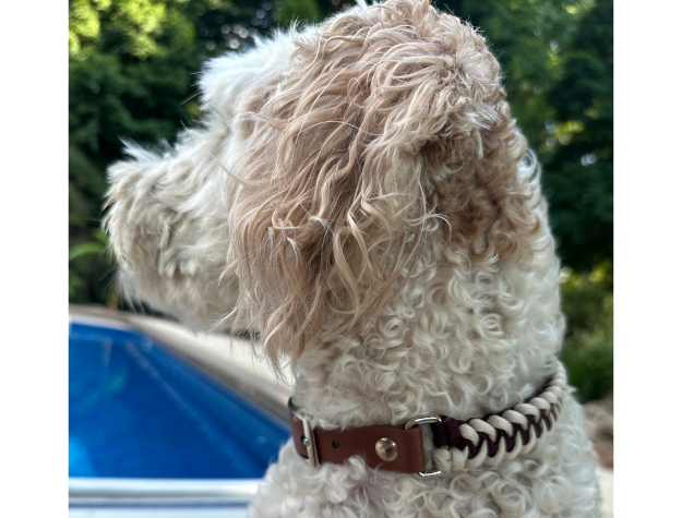 White curly-haired dog wearing a brown collar with a blurred background