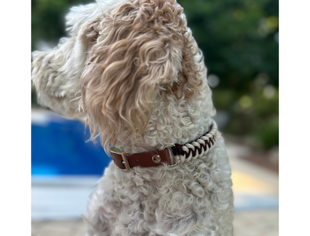 Dog wearing a brown biothane collar with a blurred outdoor background
