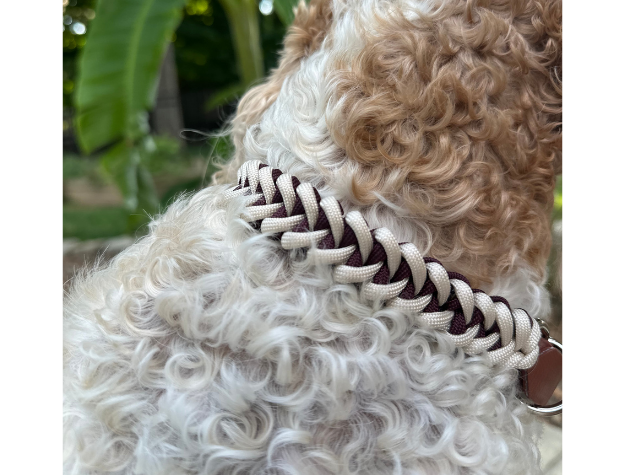 Dog wearing a braided biothane dog collar with a blurred natural background
