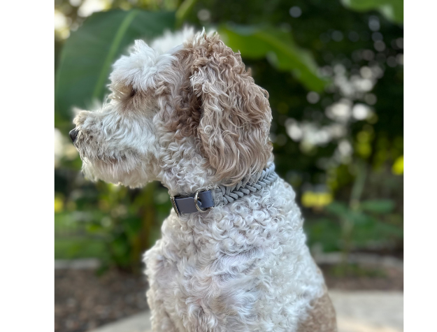 Fluffy dog with a collar sitting outdoors with greenery in the background
