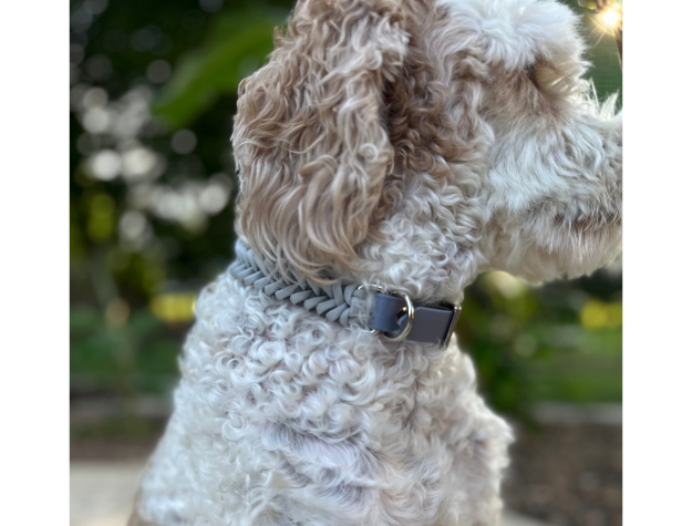 Close-up of a dog wearing a collar with a blurred outdoor background