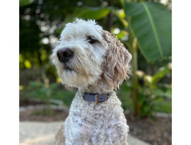 White dog with brown patches sitting outdoors with green foliage in the background