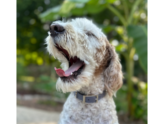 Dog with a collar outdoors, looking happy