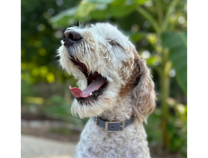 Dog with a collar outdoors, looking happy