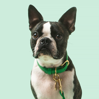 Dog wearing a green collar with a gold tag on a light green background