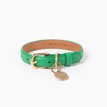 Green leather dog collar with gold buckle and tag on a white background