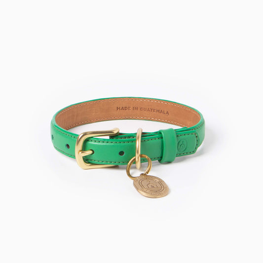 Green leather dog collar with gold buckle and tag on a white background