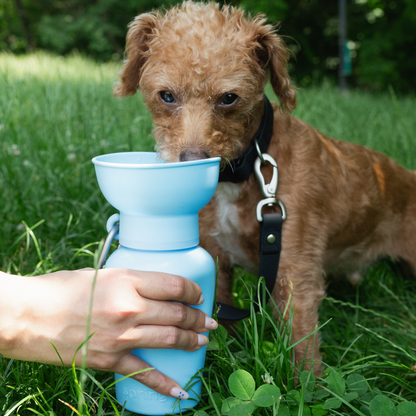 20oz Flip Springer Dog Travel Water Bottle