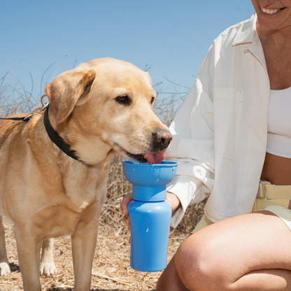 Dog drinking from a blue portable water bowl held by a person outdoors.
