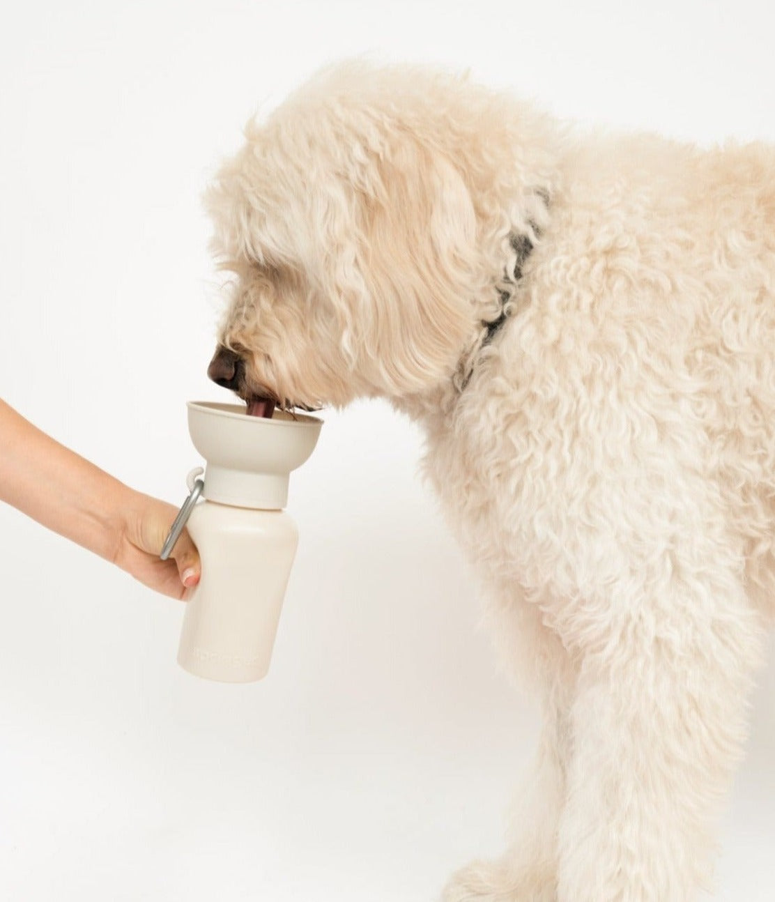 Dog drinking from a white pet water bottle held by a person on a white background