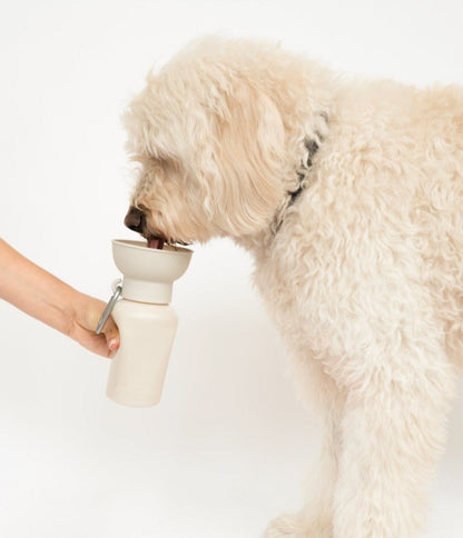 Dog drinking from a white pet water bottle held by a person on a white background