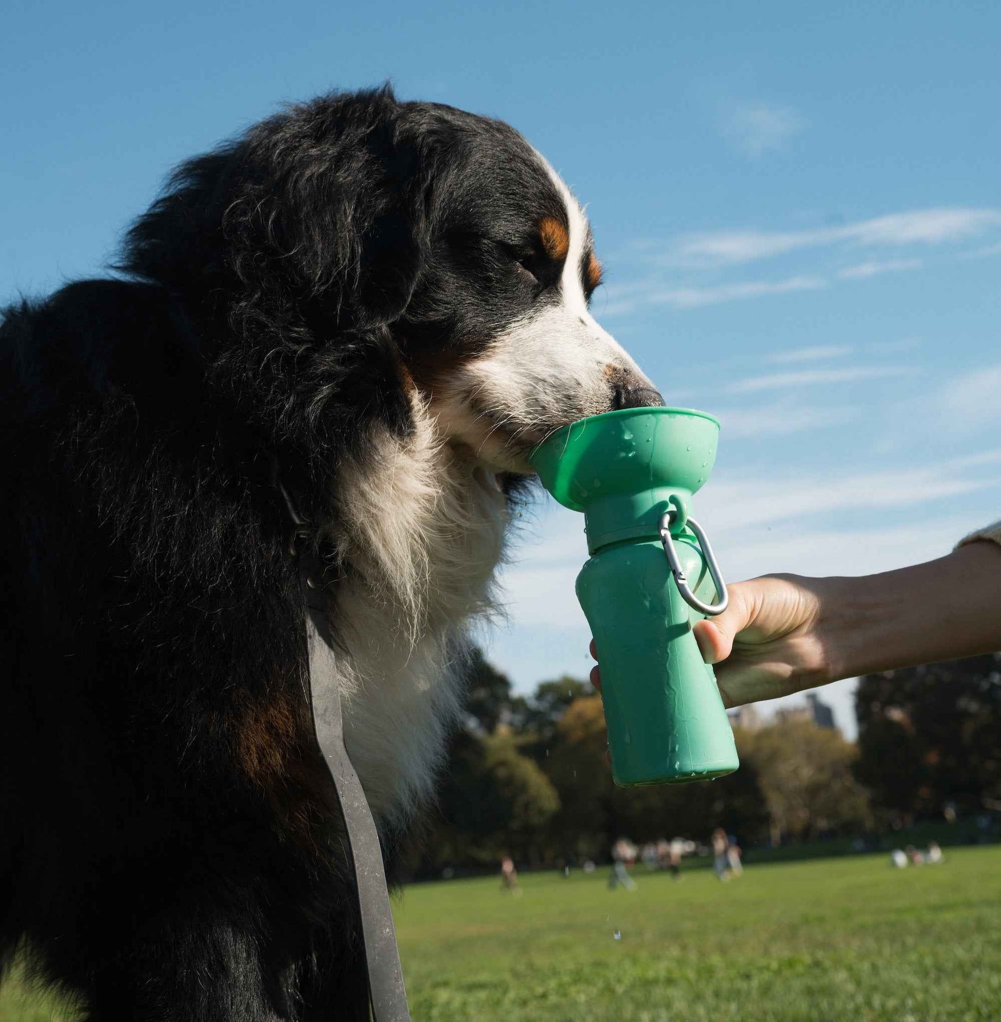 20oz Flip Springer Dog Travel Water Bottle