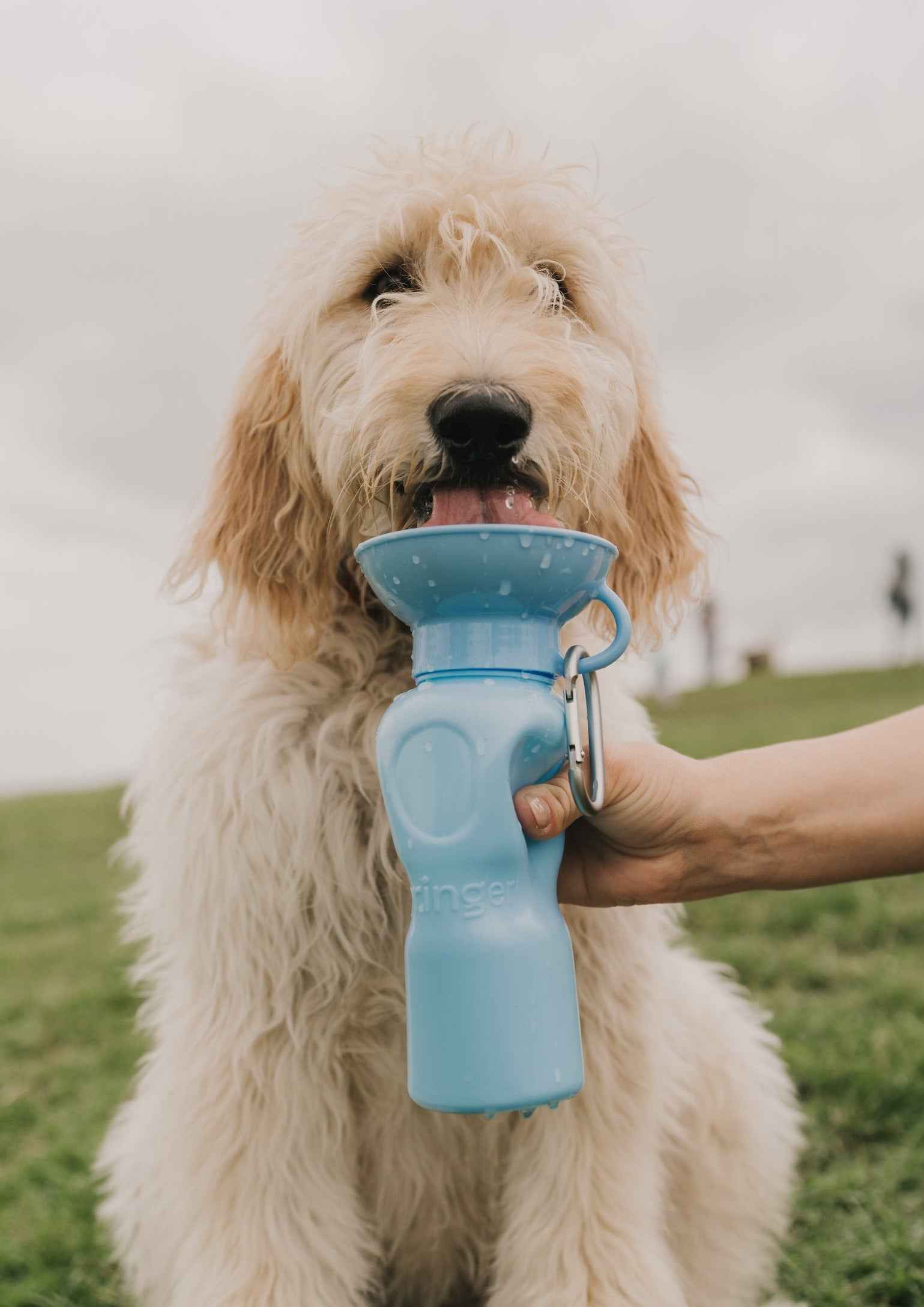22oz Original Springer Dog Travel Water Bottle