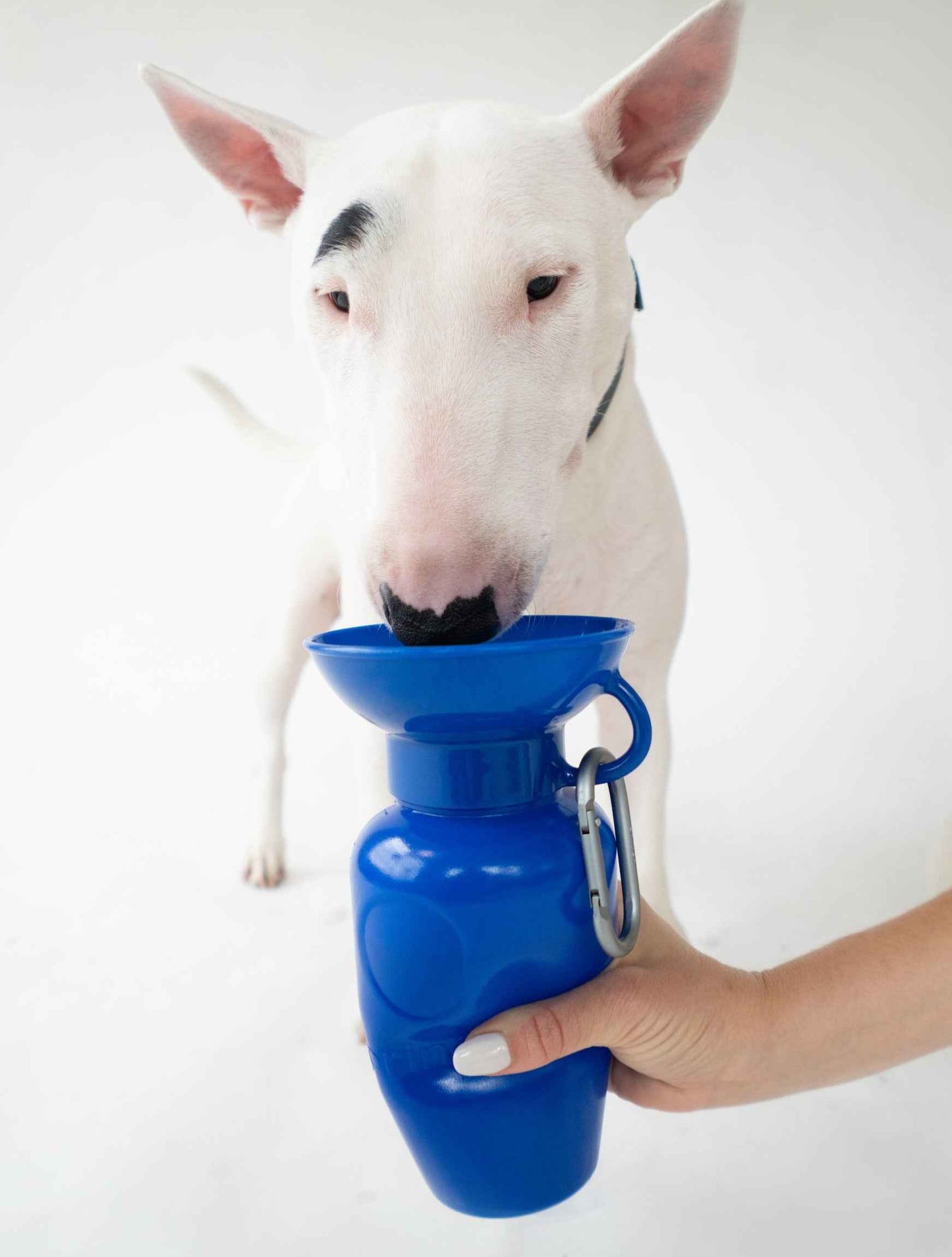 22oz Original Springer Dog Travel Water Bottle