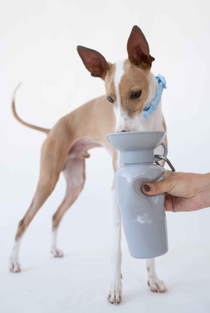 22oz Original Springer Dog Travel Water Bottle