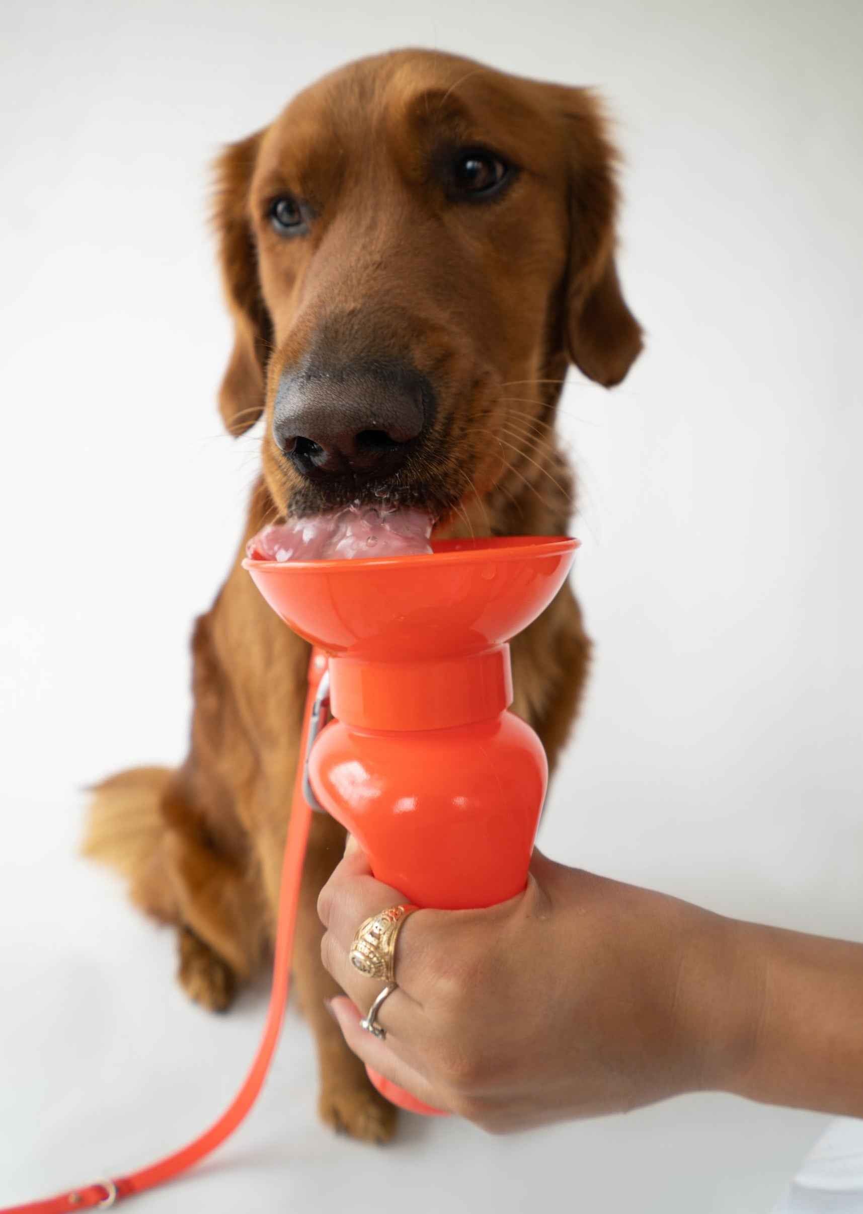 22oz Original Springer Dog Travel Water Bottle