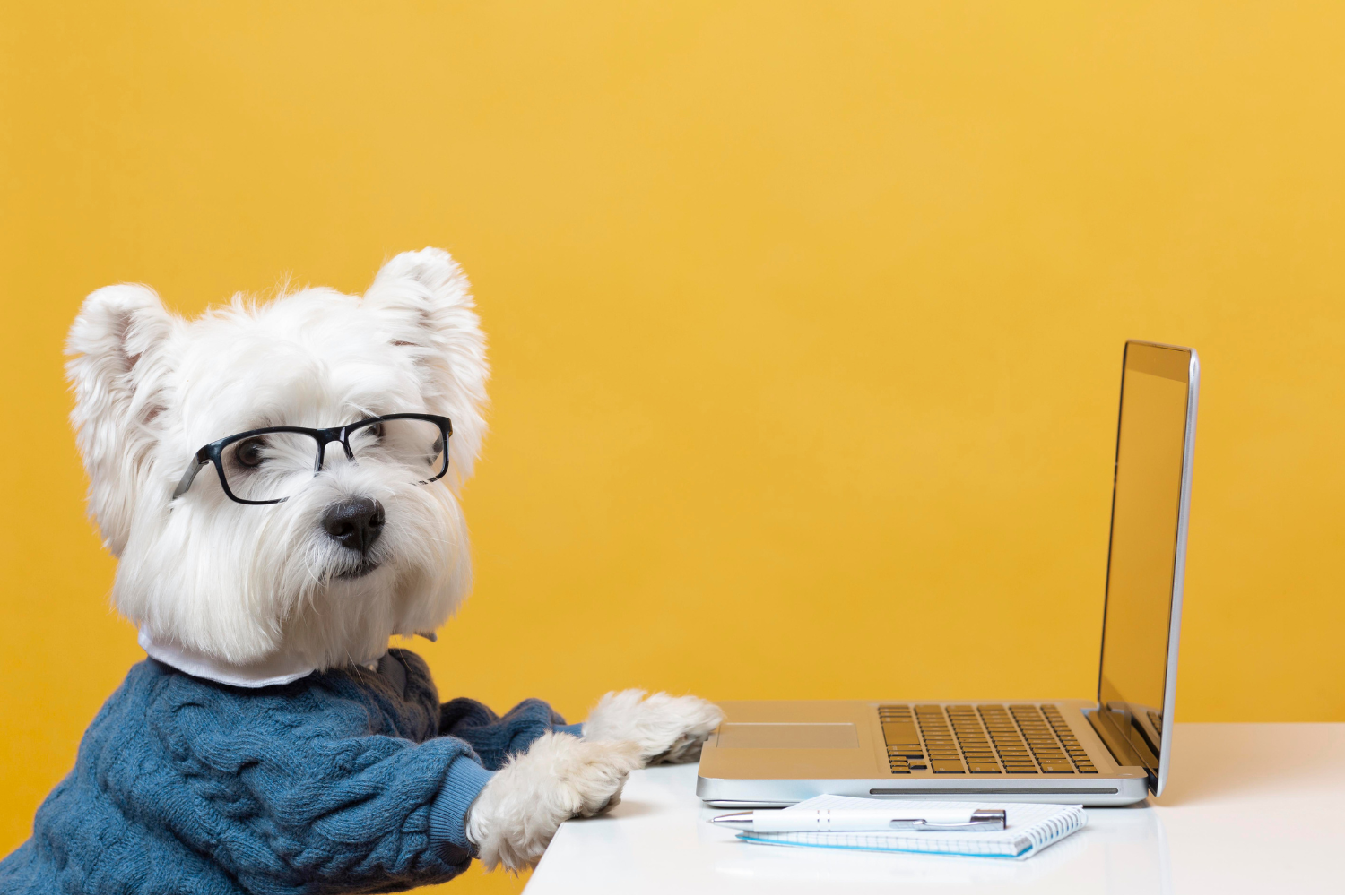 Dog in Glasses with Laptop