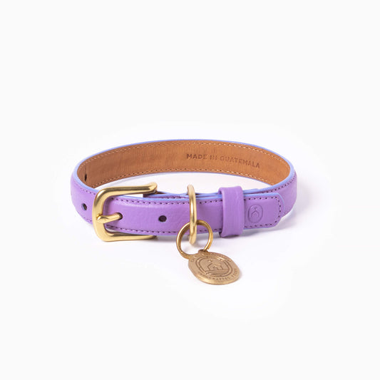 Purple dog collar with gold buckle and tag on a white background