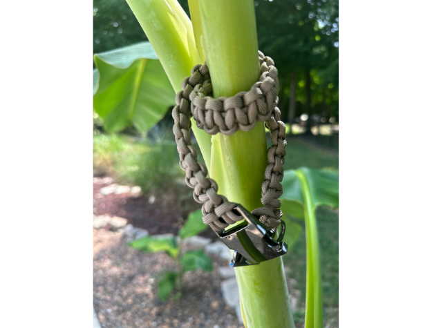 Dog collar on a plant stem with a natural background