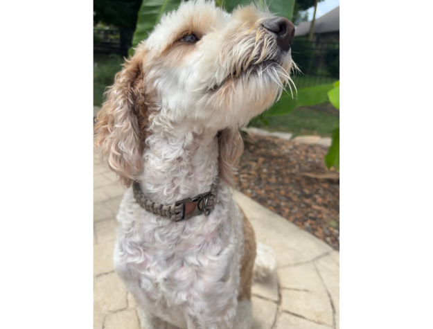 Dog with a collar standing outdoors on a stone surface