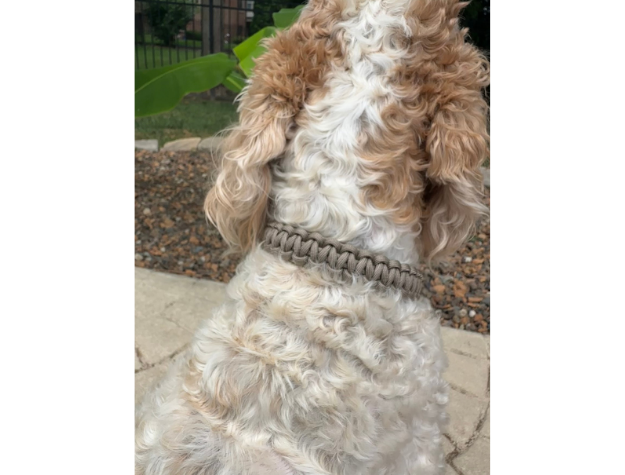 Close-up of a dog wearing a collar with a blurred background