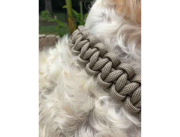 Dog wearing a braided collar with a blurred background